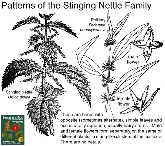 The Medicinal Power Of Nettles Urticaceae