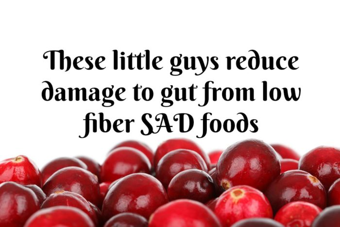 Cranberries Found to Counteract Damage from Eating SAD Foods