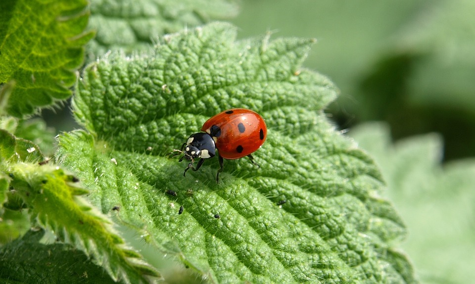 The Medicinal Power Of Nettles Ladybug-349456_960_720