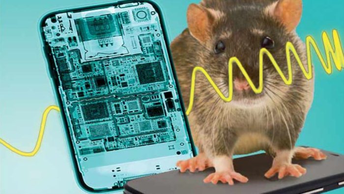Money Well-spent To Find Rats Should Not Use Cell Phones