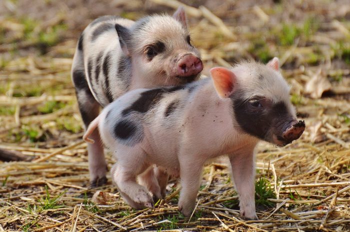 How Can You Talk to Kids About Factory Farming? These Books Can Help.