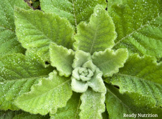 The Healing Properties of Mullein – Especially During the Cold and Flu Season Ready-Nutrition-Mullein