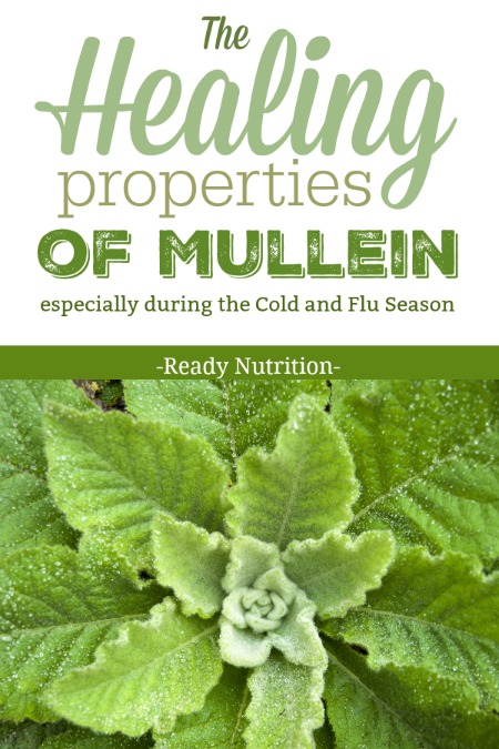The Healing Properties of Mullein – Especially During the Cold and Flu Season Ready-Nutrition-The-Healing-Properties-of-Mullein