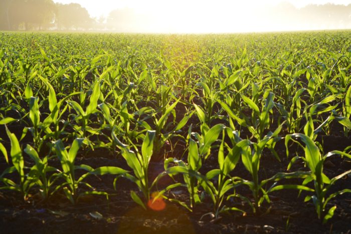 Fertilizer Prices Hit Record Highs, May Pressure Food Inflation Even Higher