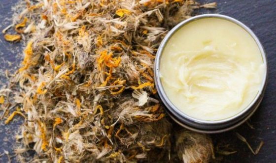 Arnica: The Powerful Medicinal Herb You Should Add To A First Aid Kit