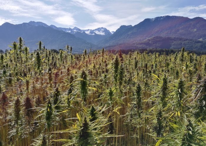 One Step Closer: The Legal Expansion of Industrial Hemp