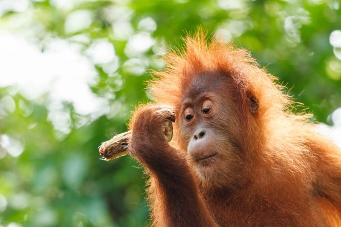 The Bornean Orangutan Population Has Fallen by Nearly 150,000 in Just 16 Years