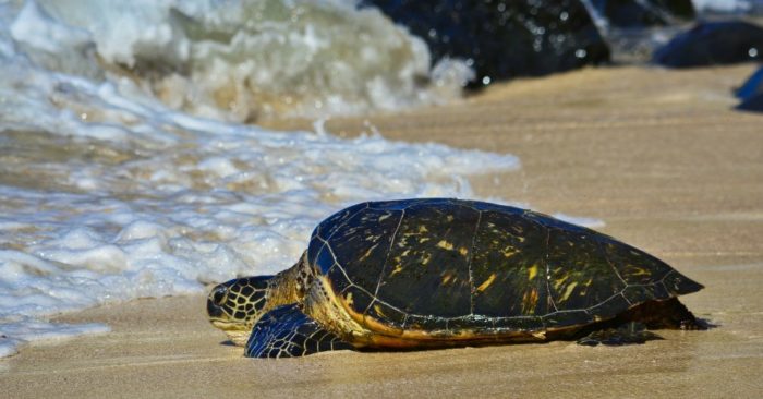 100% of Sea Turtles Had Plastics in Their Bellies in New Study