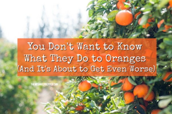 You Don’t Want to Know What They Do To Oranges (And It’s About To Get Even Worse)