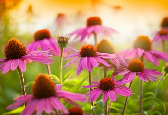 4 Healthy Reasons Why Echinacea is a Wondrous Medicinal Herb