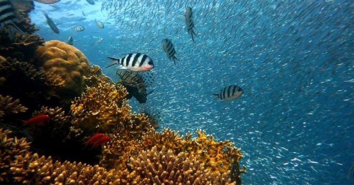 Scientists “Thrilled” to Report Hawaii’s Coral Reefs Have Made a Miraculous Comeback
