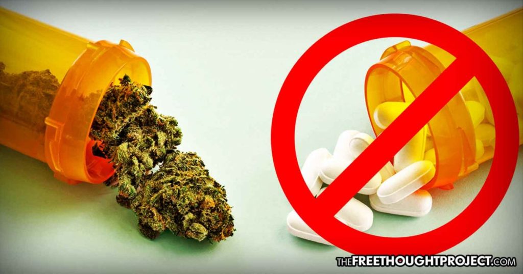Big Pharma’s Worst Nightmare, Survey Finds Most Medical Marijuana Users Quitting Prescription Drug Use Survey-1392x731-1024x538