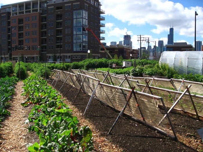 Urban Land Could Grow Fruit and Vegetables for 15% of the Population, Research Shows