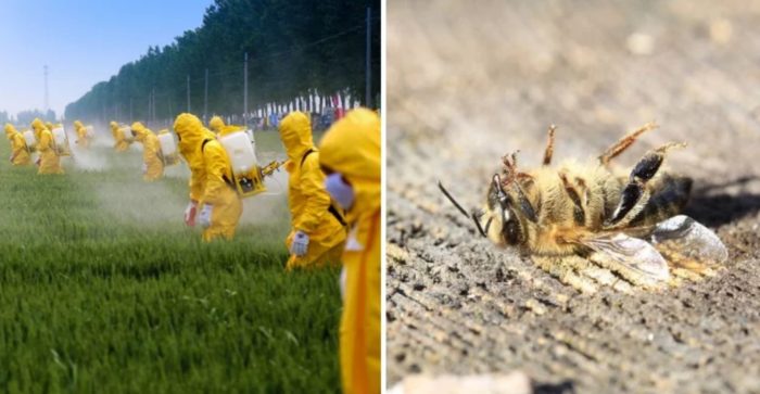 EPA Declares Fake “Emergency” to Allow Dumping of Bee-Killing Pesticides on 16 Million Acres