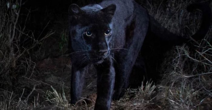 Super Rare Black Leopard Spotted in Africa for the First Time in 100 Years