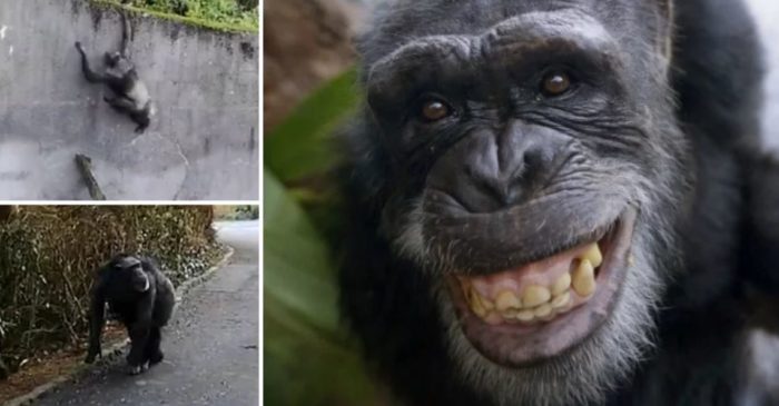 Watch as Chimpanzees Use Branch as Ladder to Escape Zoo Enclosure