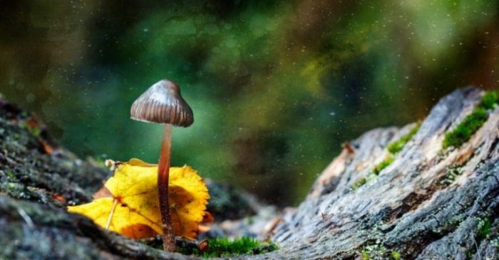 It’s Official: Denver to Vote on Decriminalizing Magic Mushrooms