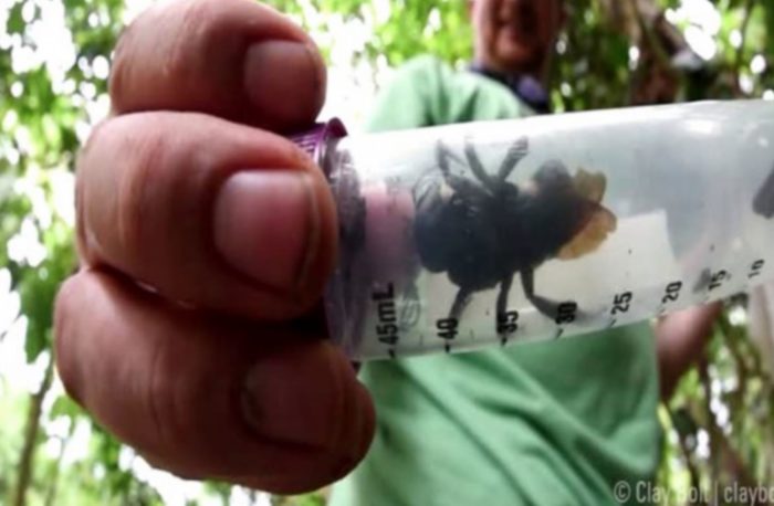 World’s Biggest Bee, Once Thought Extinct, Has Been Found Alive