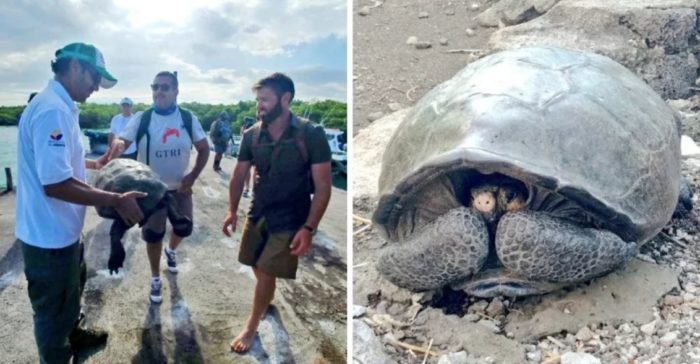 Giant Tortoise Feared Extinct for 113 Years Found Alive on Remote Island