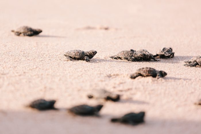 After The Largest Beach Clean Up In History Baby Turtles Returned To The Beaches Of Mumbai