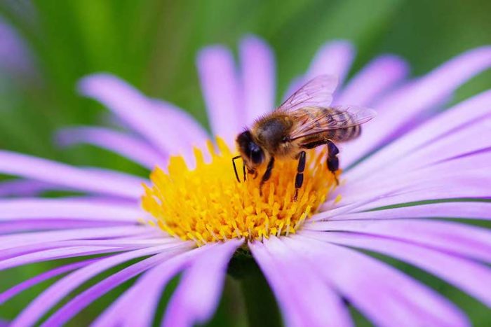 Pesticide Exposure Changes Bees’ Genes