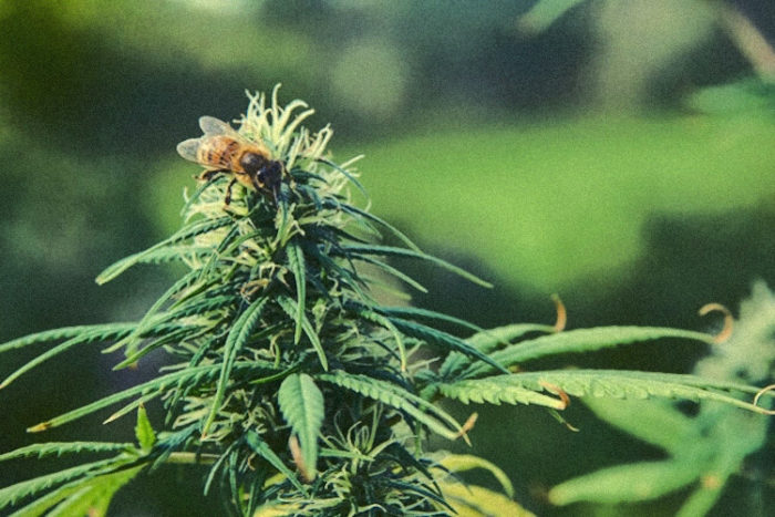 Study Shows that Bees Love Hemp, Which is Wonderful News for the Environment and the World