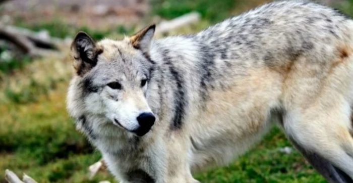 Endangered Gray Wolves Are About to Be Issued a “Death Sentence”