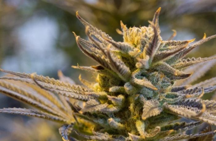 Cannabis Strength Soars Over Past Half Century — New Study