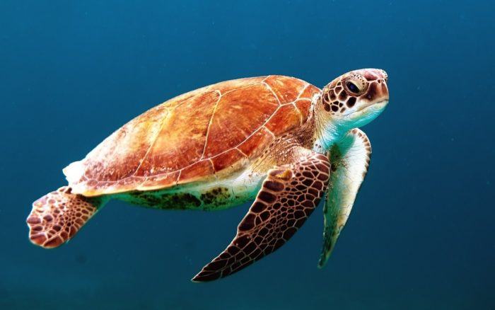 Scientists Find Harmful Microplastics in 100% of Wild Sea Turtles