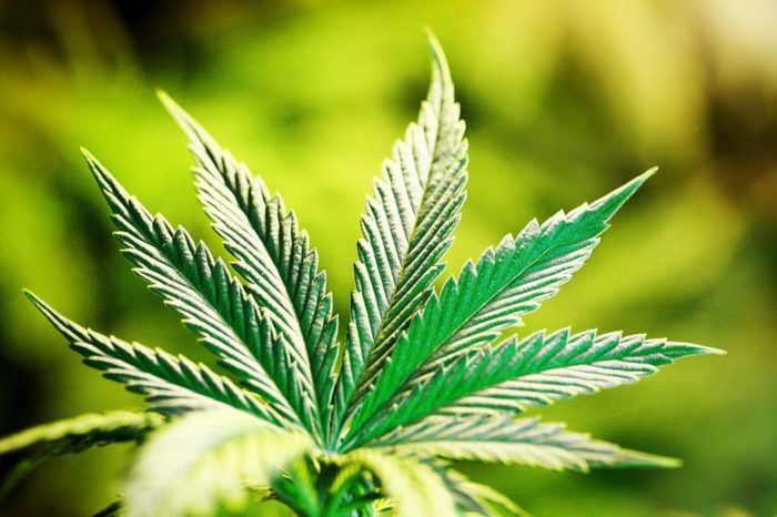 Virginia Governor Approves Bills to Decriminalize Marijuana and Legalize Medical Cannabis