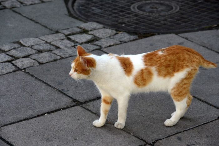 Australian Gov’t Wants to Kill Two Million Feral Cats By Dropping Poisoned Sausages From Airplanes