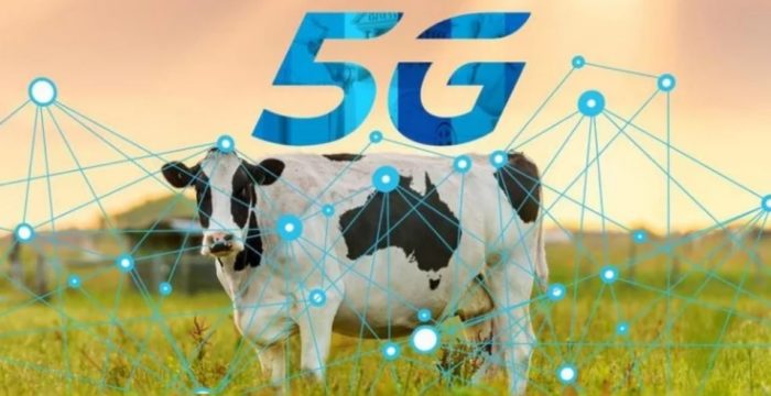 5G Smart Cows Are Being Milked by Robots in England