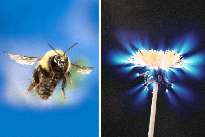 Bioelectricity and Chi – Bees Can Sense the Energy Fields of Flowers to Communicate With Them