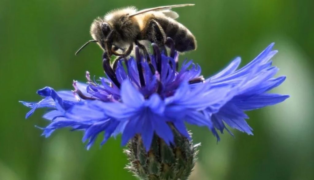 Wild Bee Population Collapses By 90% In New England, Study Warns Bee-mind-unleashed-1024x588