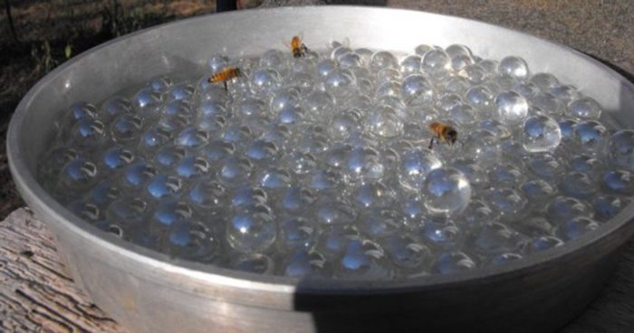 How To Make A Bee Waterer In Just A Few Minutes For Under 5$