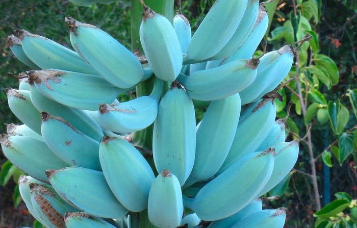 These Rare Blue Bananas Taste Like Vanilla Ice Cream