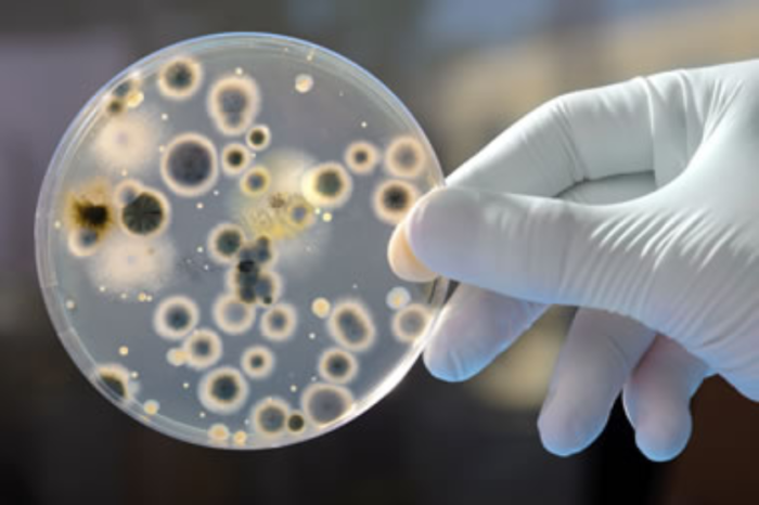 Candida Auris: The Mysterious Fungus Killing People Across the Planet