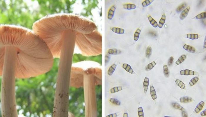 Scientists Found an Edible Mushroom That Eats Plastic, and It Could Clean Our Landfills
