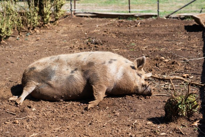 Hundreds Of Millions Of Pigs Feared Dead From Swine Fever – Price Of Pork Has Risen 38 Percent In The Last 4 Weeks