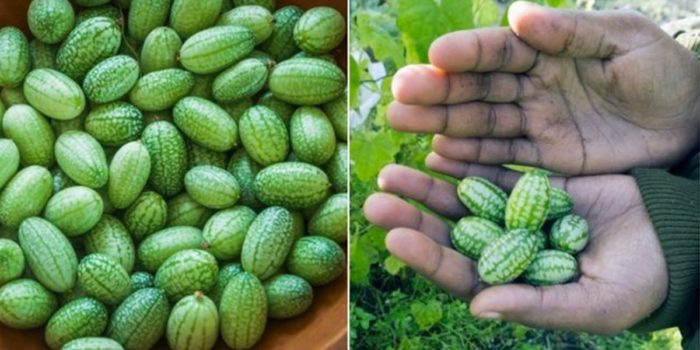 Cucamelons — Melons That Taste Like Cucumbers And Limes