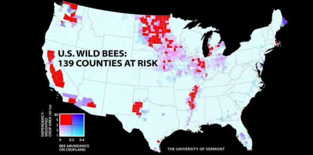 Wild Bee Population Collapses By 90% In New England, Study Warns Us-wild-bees-1024x508