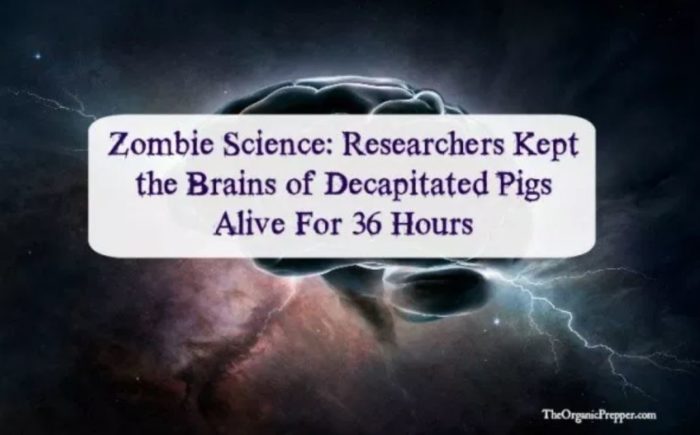 Zombie Science: Researchers Kept the Brains of Decapitated Pigs Alive For 36 Hours