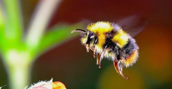 Mexican Scientist Warns: If Bumblebees Go Extinct, Say Goodbye to Chilis and Tomatoes