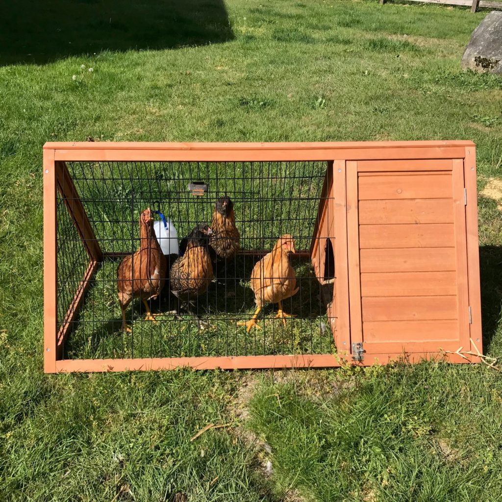 How to Build a Chicken Coop or Greenhouse From Cattle Panels for Under 200