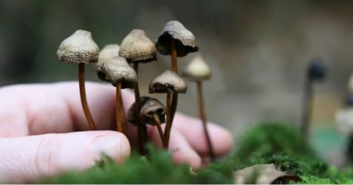 Another US City is Considering Decriminalizing Magic Mushrooms, Along With Ayahuasca & Mescaline