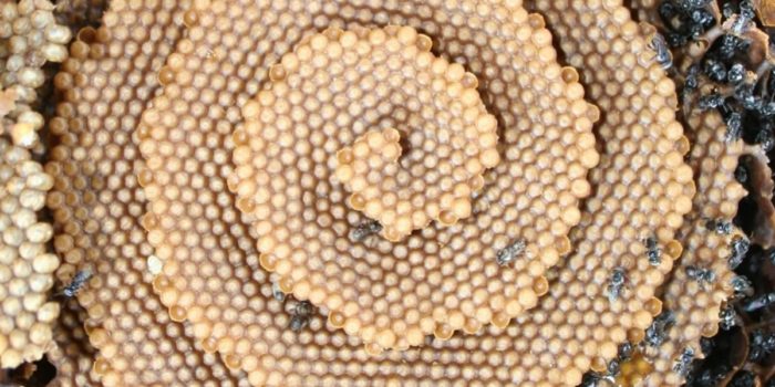 Scientists Are Baffled Why This Group Of Bees Built A Spiral Nest