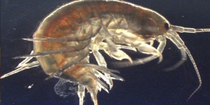 Scientists Find Cocaine And Ketamine In Freshwater Shrimp