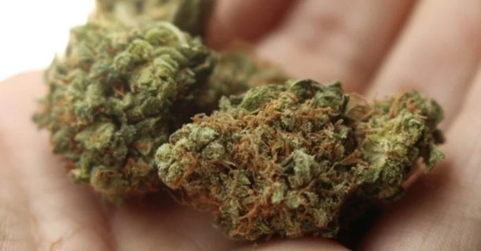 New Law Would Allow Colorado Doctors to Prescribe Medical Marijuana Instead of Opioids