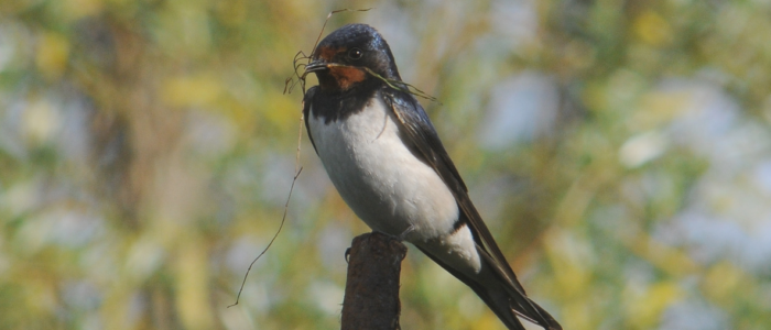 Organic Farms Are Better Natural Habitats For Attracting Endangered Birds