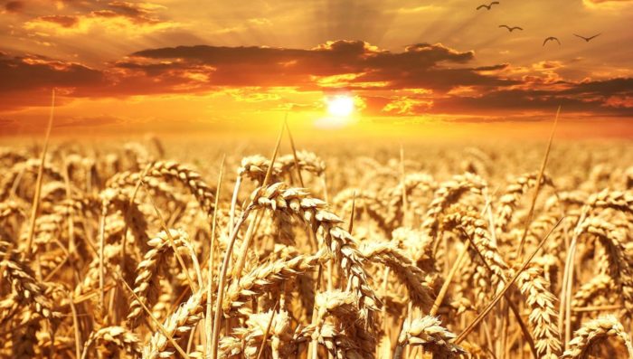 Why To Store Wheat And How To Use It After The SHTF